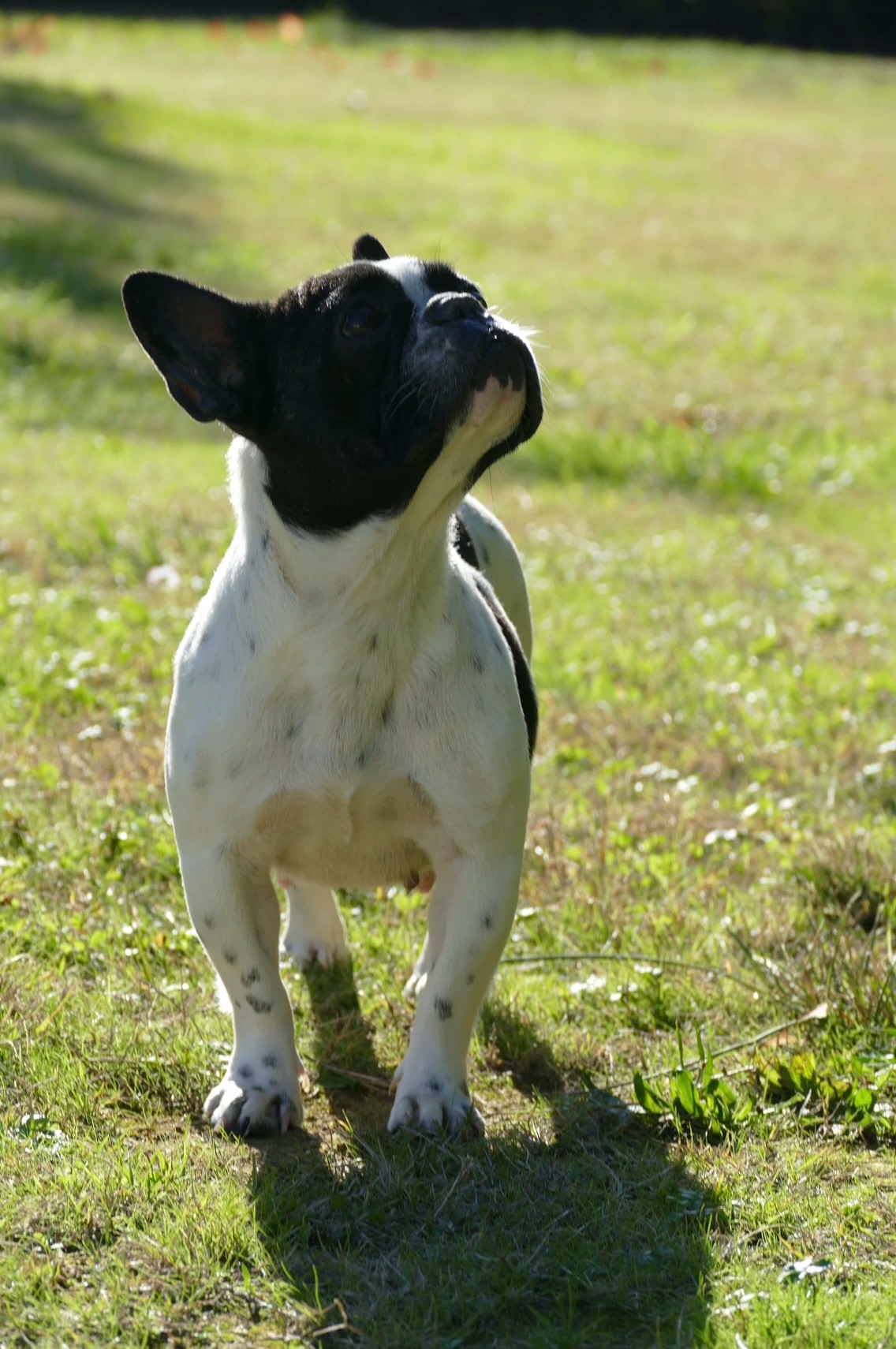 Mélodie du domaine de Dalfinat