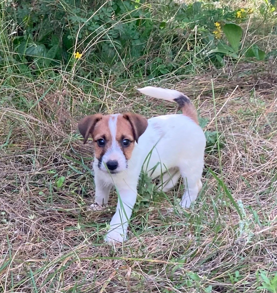 du domaine de Dalfinat - Chiot disponible  - Jack Russell Terrier