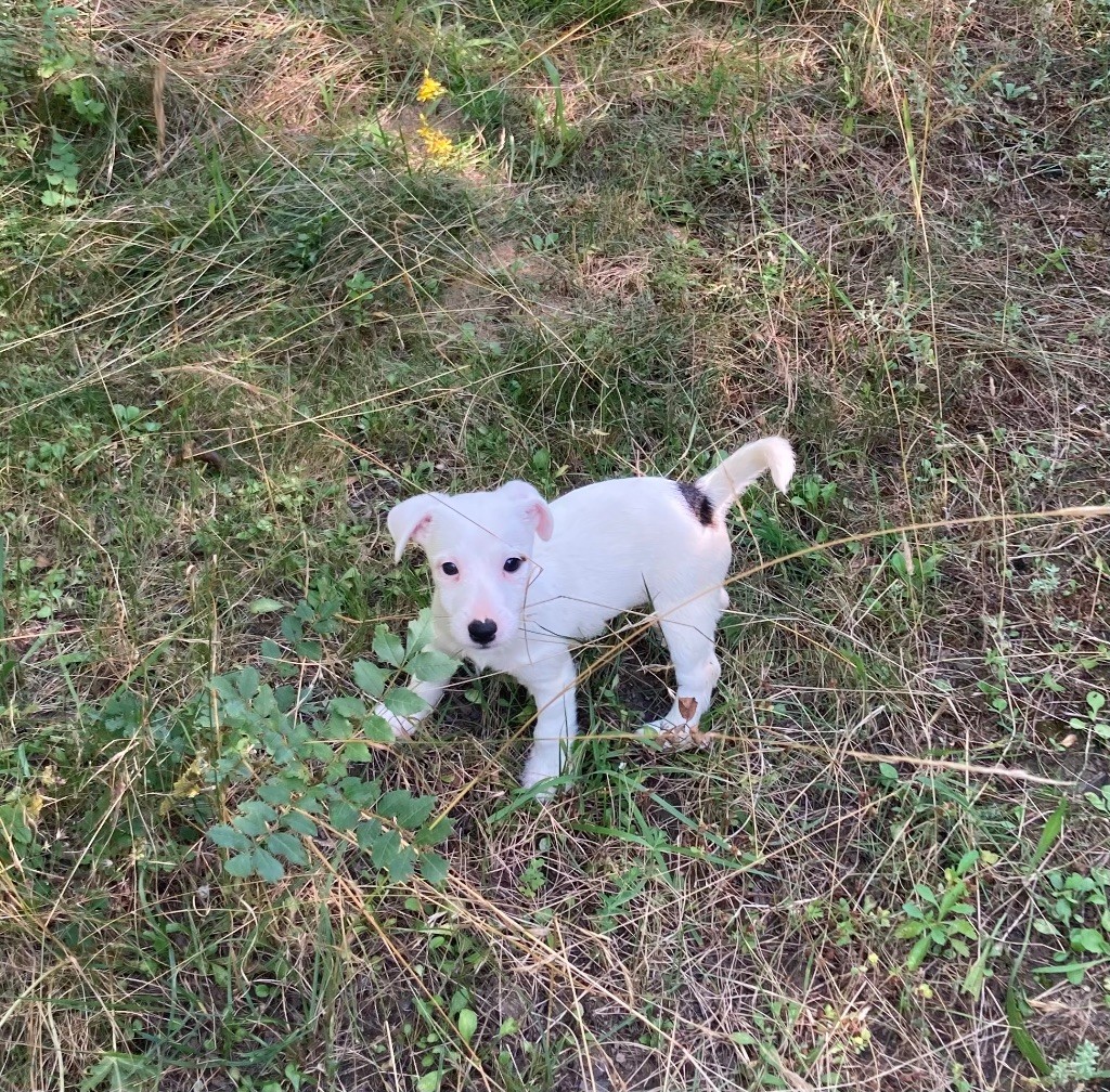 du domaine de Dalfinat - Chiot disponible  - Jack Russell Terrier