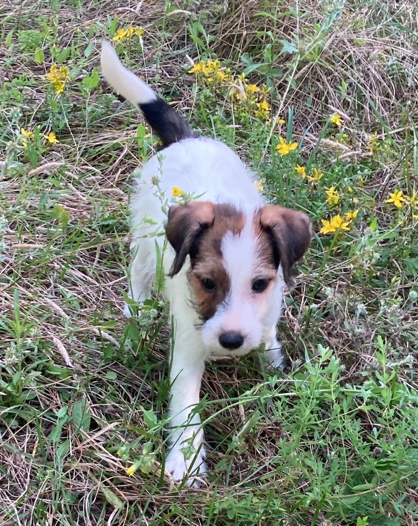 du domaine de Dalfinat - Chiot disponible  - Jack Russell Terrier