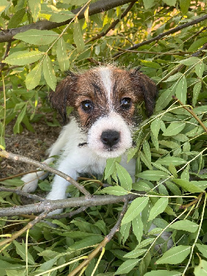 du domaine de Dalfinat - Jack Russell Terrier - Portée née le 10/07/2022