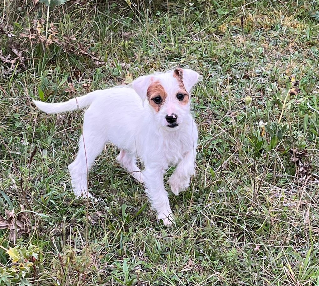 du domaine de Dalfinat - Chiots disponibles - Jack Russell Terrier