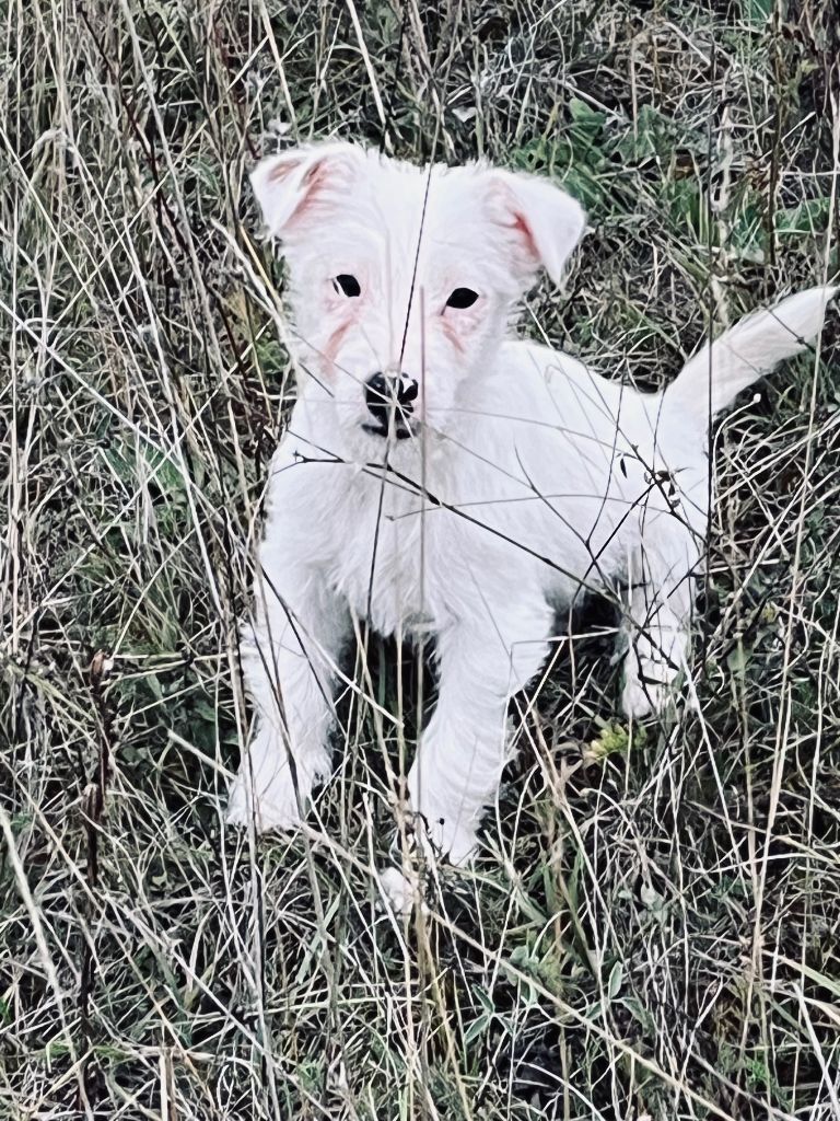 du domaine de Dalfinat - Chiots disponibles - Jack Russell Terrier