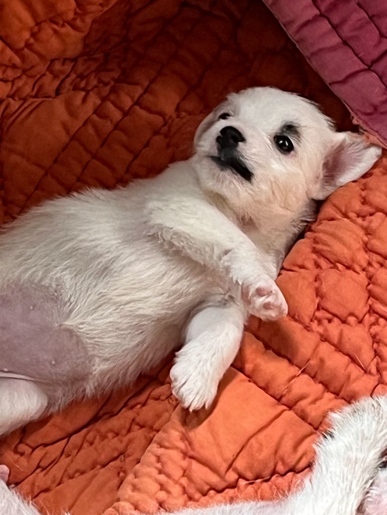 du domaine de Dalfinat - Chiots disponibles - Jack Russell Terrier