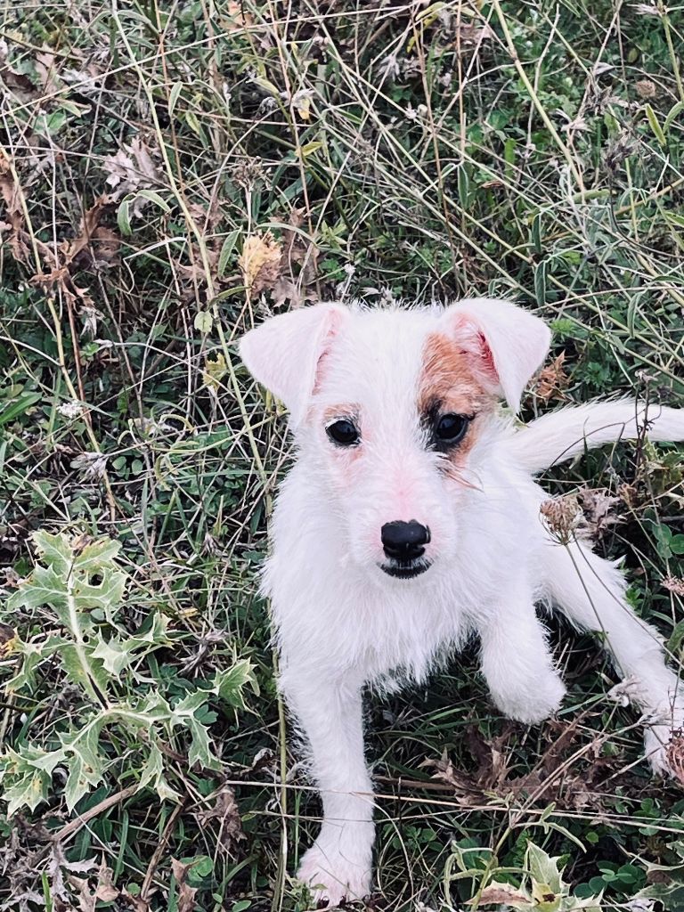 du domaine de Dalfinat - Chiots disponibles - Jack Russell Terrier