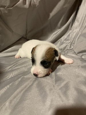 CHIOT 1
