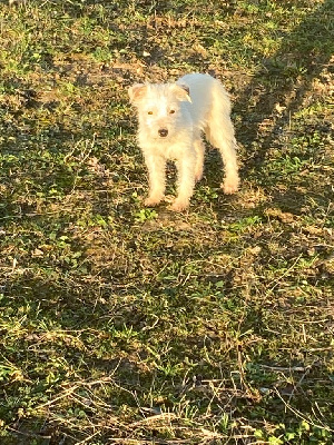 CHIOT 3