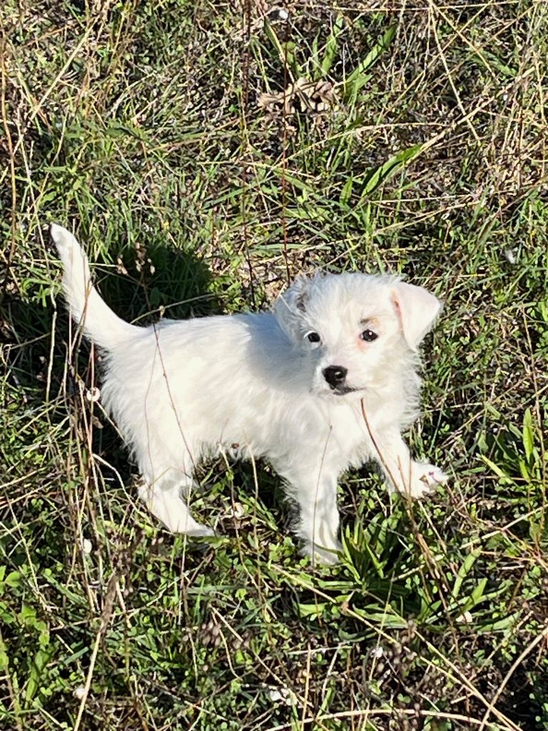 du domaine de Dalfinat - Chiots disponibles - Jack Russell Terrier