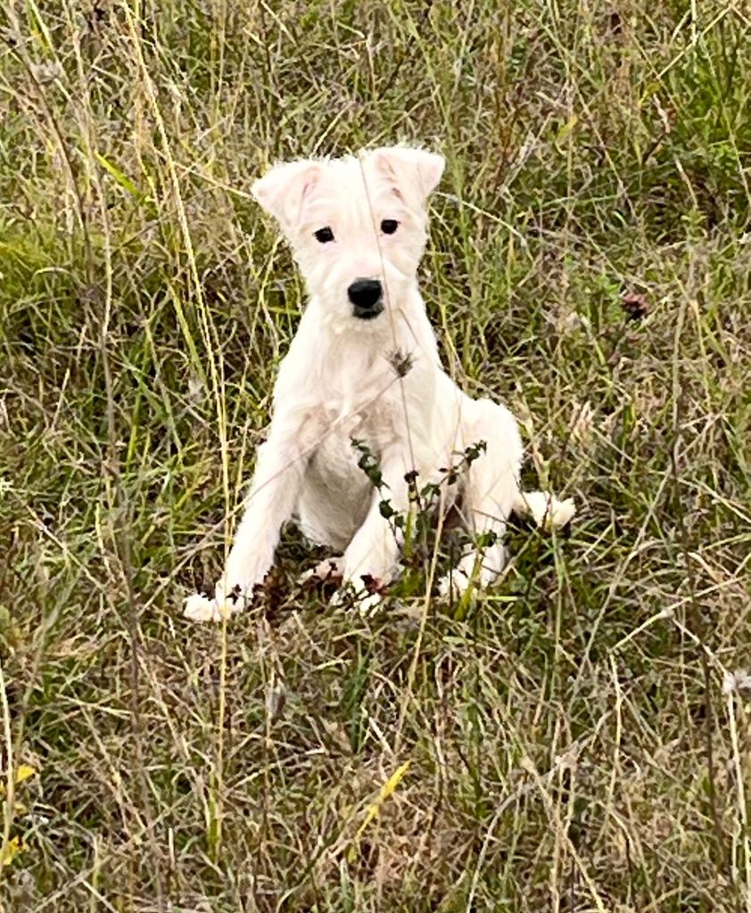 du domaine de Dalfinat - Chiots disponibles - Jack Russell Terrier