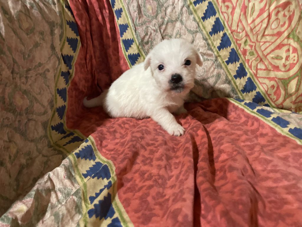 du domaine de Dalfinat - Jack Russell Terrier - Portée née le 03/06/2024